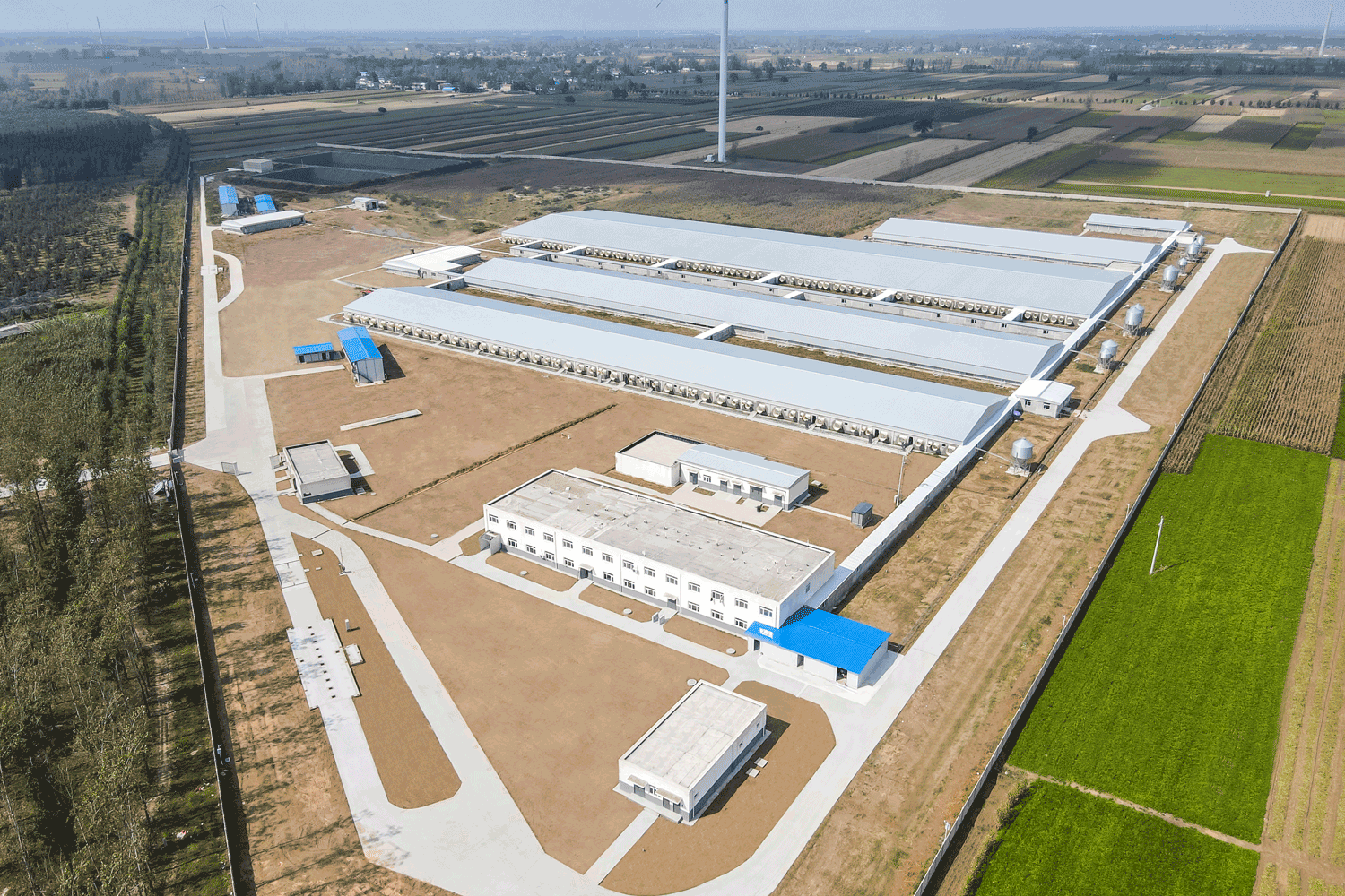 河南杨西6000头种猪场